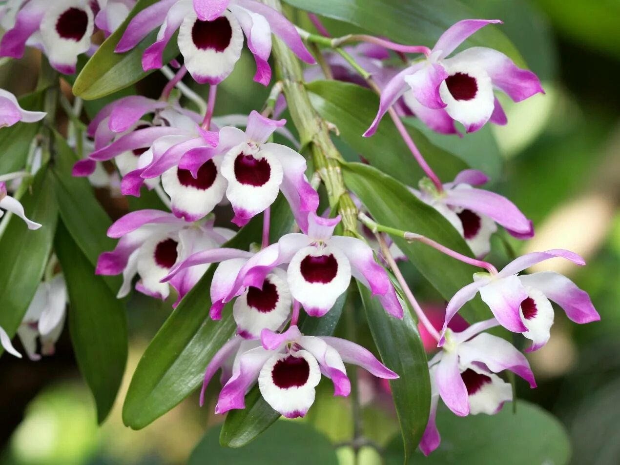 Орхидея Дендробиум. Дендробиум Нобиле. Цветок Dendrobium Nobile. Орхидея Dendrobium.