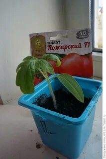 Томат пожарский