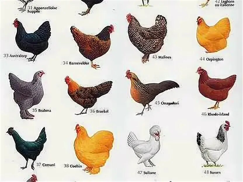 Группа куриц как называется