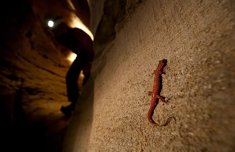 Кто живет в пещерах. Пещерные крокодилы габона. Румынская пещера мовиле. Пещера китум кения. Жители пещер.