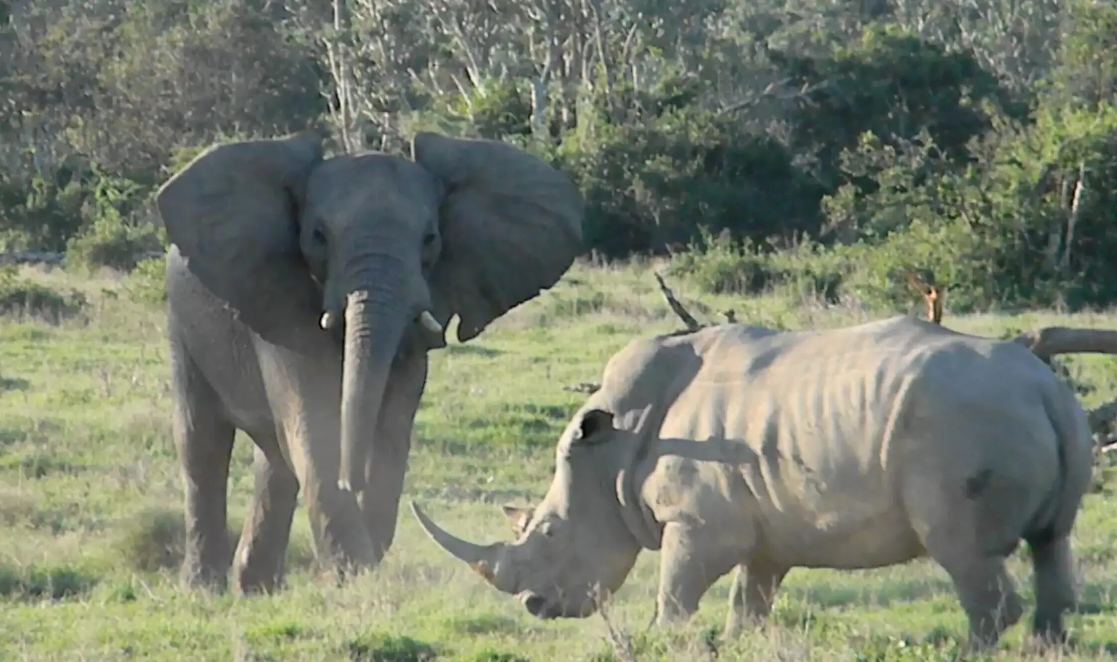 Носорог Бегемот и гиппопотам. Слон гиппопотам носорог. Индийский носорог и индийский слон.