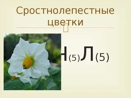 Сростнолепестный венчик цветка имеется у