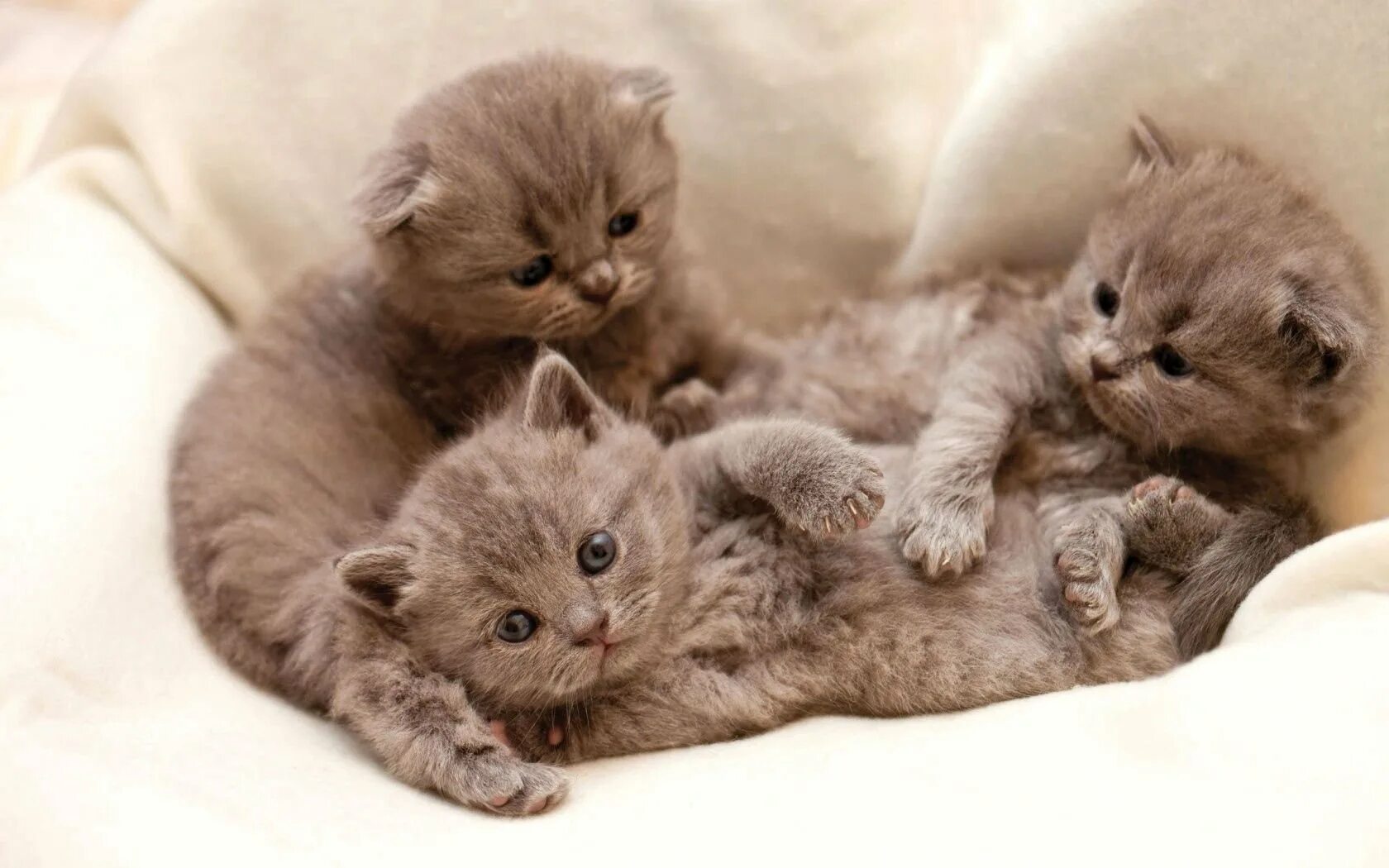Какие котенки