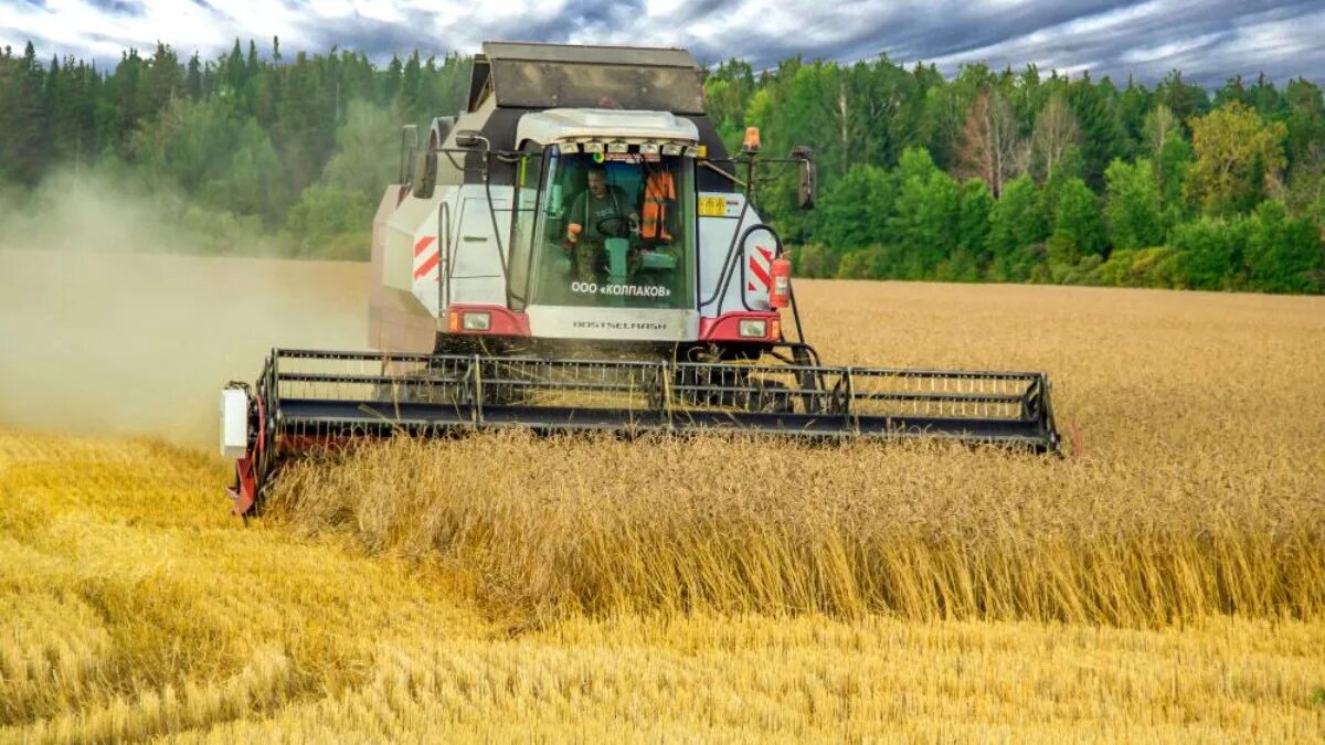 Сельскохозяйственная техника джон дир. Axion 950-920. Уборка пшеницы комбайном. Комбайн в поле. Пшеница комбайн.