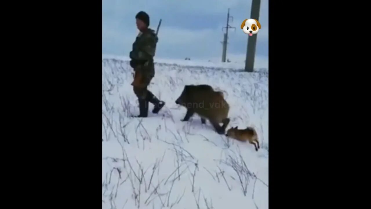 За ними пришли охотники но они сбежали. Карикатуры на охотников. Кабан в лесу. Мемы про контрактных управляющих. Медведь и охотник прикол.