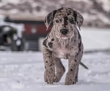 Dog but