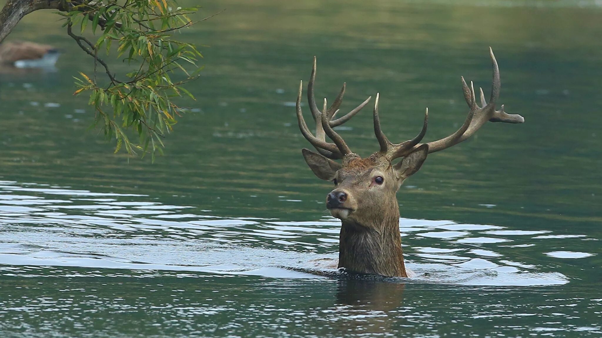 Олень в море. Олень плавает. Олень плывет. Олень в воде. Северный олень плывет.