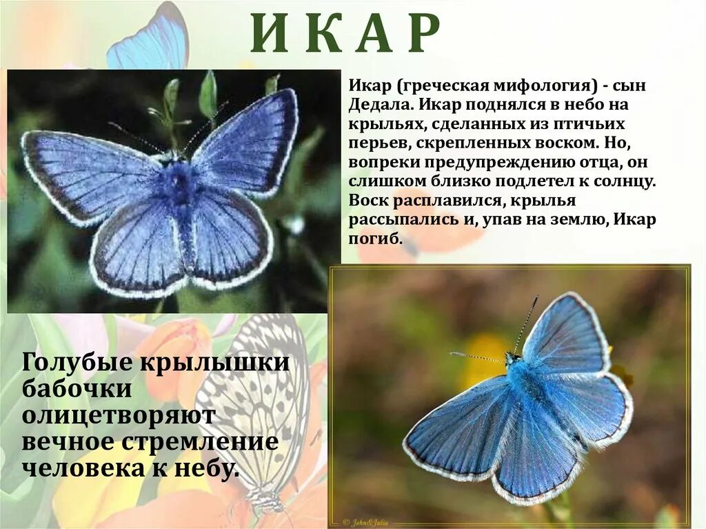 Сообщение первые бабочки 2 класс окружающий мир. Сообщение о бабочке. Рассказ первые бабочки. Рассказ о бабочке 2 класс. Описание бабочки.