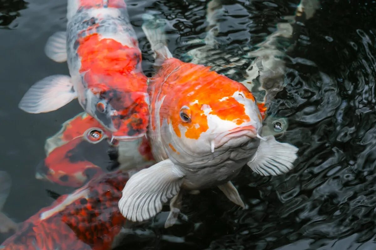 Картинка кой. Японский карп кои. Карп кои япония. Картинка кой. Карп кои чагои.