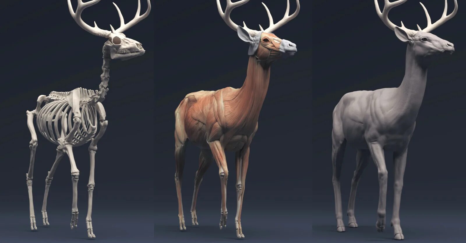 Deer studio