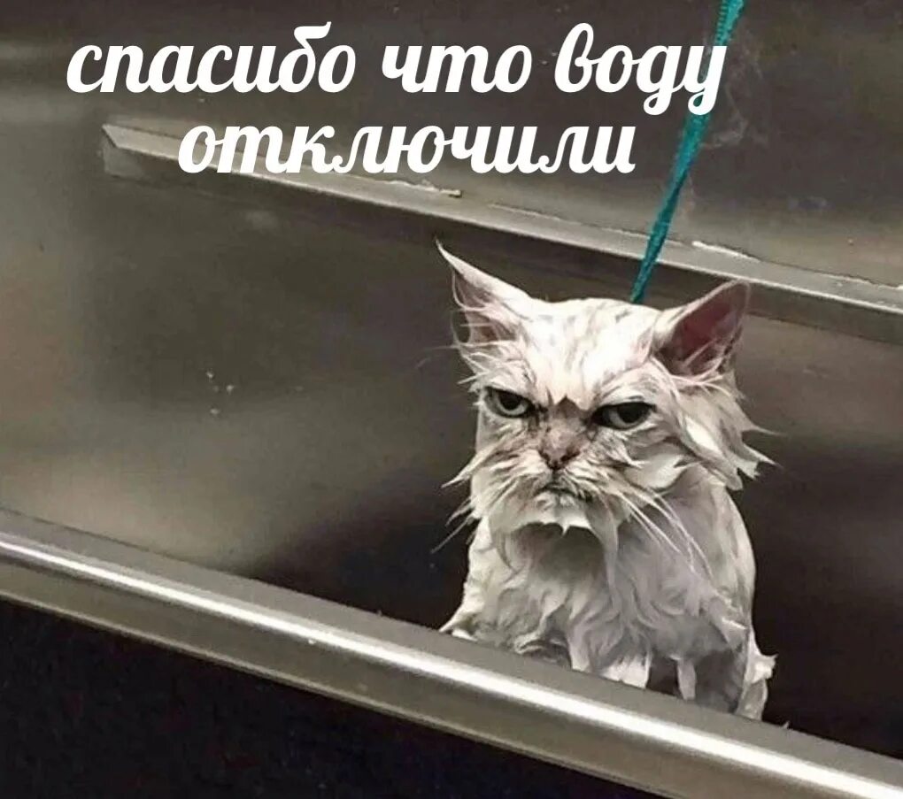 Висит стоит мокрый. Висит стоит мокрый