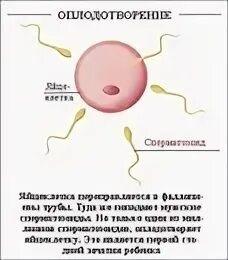 Оплодотворение одним спермием