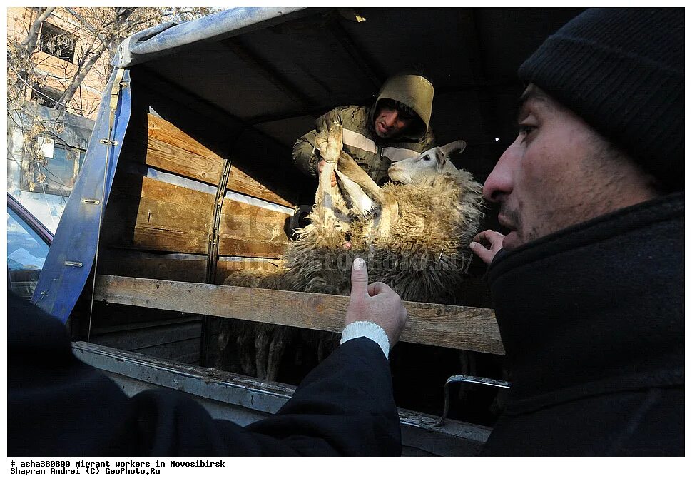 гастарбайтеры в москве. эмигранты в москве. гастарбайтеры женщины. эмигранты новосибирске. караван мигрантов в сша.