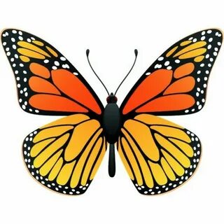 Couleur papillon