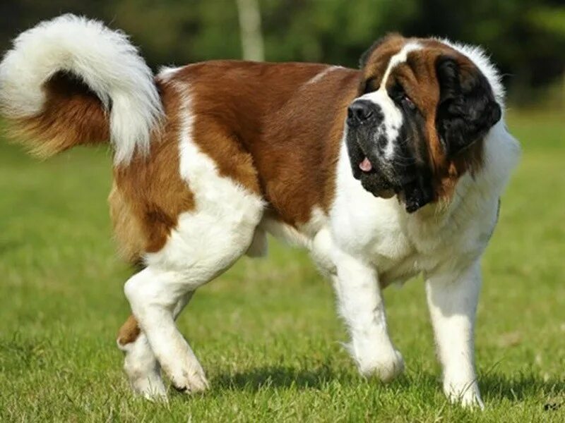 Как называется порода собаки бетховен. Сенбернар порода собак. Как называется порода собаки бетховен. Как называется порода собаки бетховен. Сенбернар бетховен крис.