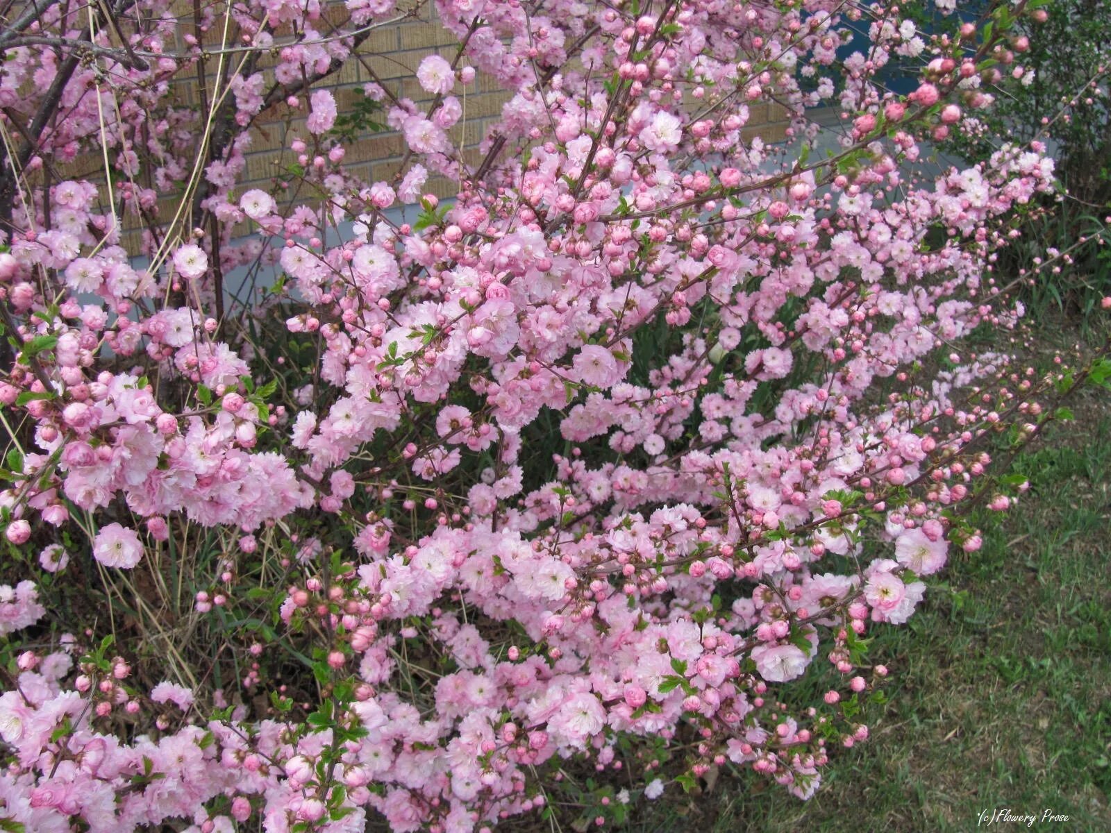 Миндаль розовая пена. Миндаль трехлопастной prunus triloba. сакура (миндаль трехлопастной). миндаль трехлопастный розовая пена. сакура кустарник.