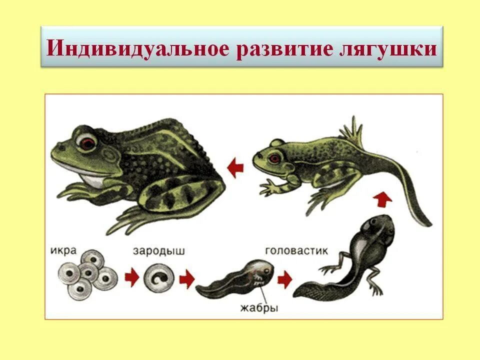 Стадии развития головастика лягушки. Головастик личиночная стадия развития лягушки. Эволюция лягушки из головастика. Схема развития головастика.