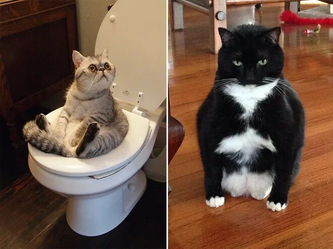 Почему кот сидит. Шотландская кошка сидит. Почему кот сидит. Кот сидит. Котик сидит на попе.