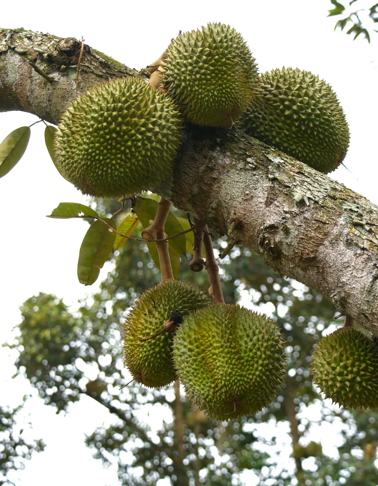 Большой колючий фрукт. Дуриан фрукт. Дуриан дуриан. Дуриан (или Дурьян). Растения тропических дуриан.