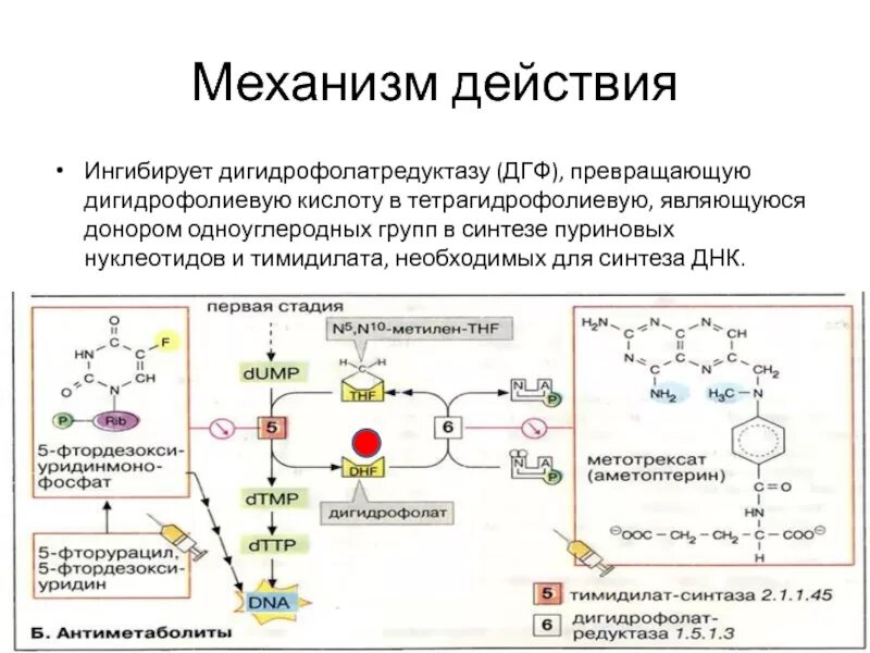 Синтез фолиевой кислоты схема. Синтез тетрагидрофолиевой кислоты биохимия. Синтез дигидрофолиевой кислоты. Механизм действия фолиевой кислоты.