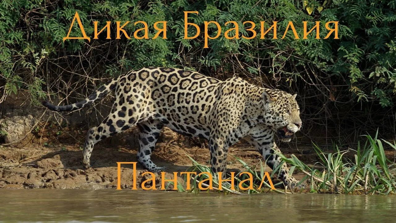 Сельва амазонки ягуар. Фауна бразилии. Амазонский ягуар дикая природа. Дикие животные бразилии. Тукан амазонка.