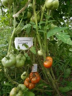 Сорт тасманский шоколад отзывы