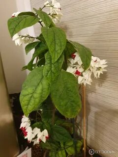 Грунт для клеродендрума