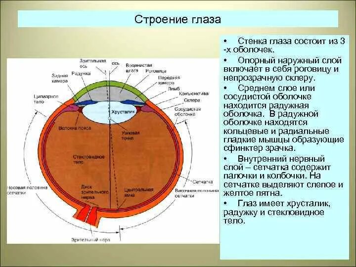 Внутренняя оболочка сосудистая. Строение стенки глазного яблока. Строение оболочек глаза. Строение средней оболочки глаза. Из чего состоит внутренняя оболочка глаза.