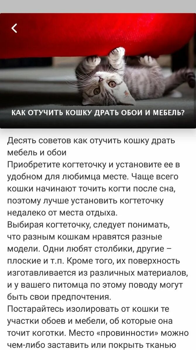Как отучить драть мебель. Кошка царапает. отучить кошку царапать мебель и обои. почему кошки царапают обои. как отучить кота драть обои.