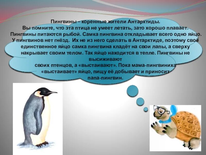 Почему пингвин. Пингвин умеет летать. как живут и чем питаются пингвины. чем питаются пингвины в антарктиде. пингвин умеет летать и плавать.