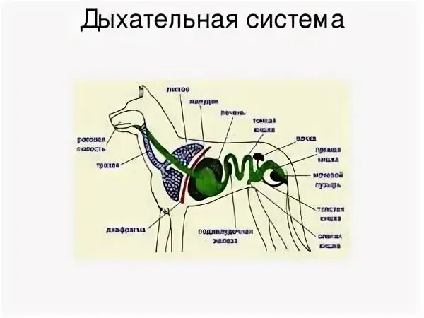 Органы животных 6 класс. Схема дыхательной системы животных. Строение органов дыхания у млекопитающих. Дыхательная система млекопитающих схема. Дыхательная система млекопитающих 7 класс биология.