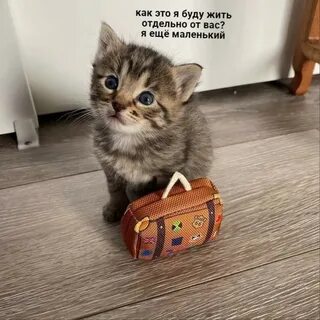 Кошки собрать