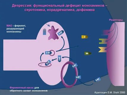 Серотонина дофамина и норадреналина