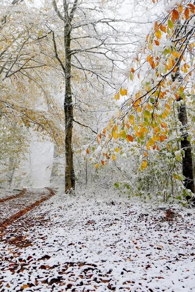 Поздняя осень. Ноябрь природа. Ранняя зима. Первый снег.