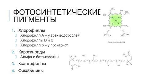Пигмент хлорофилл сосредоточен