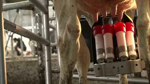 Milking video