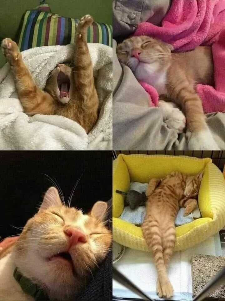 Жду короче