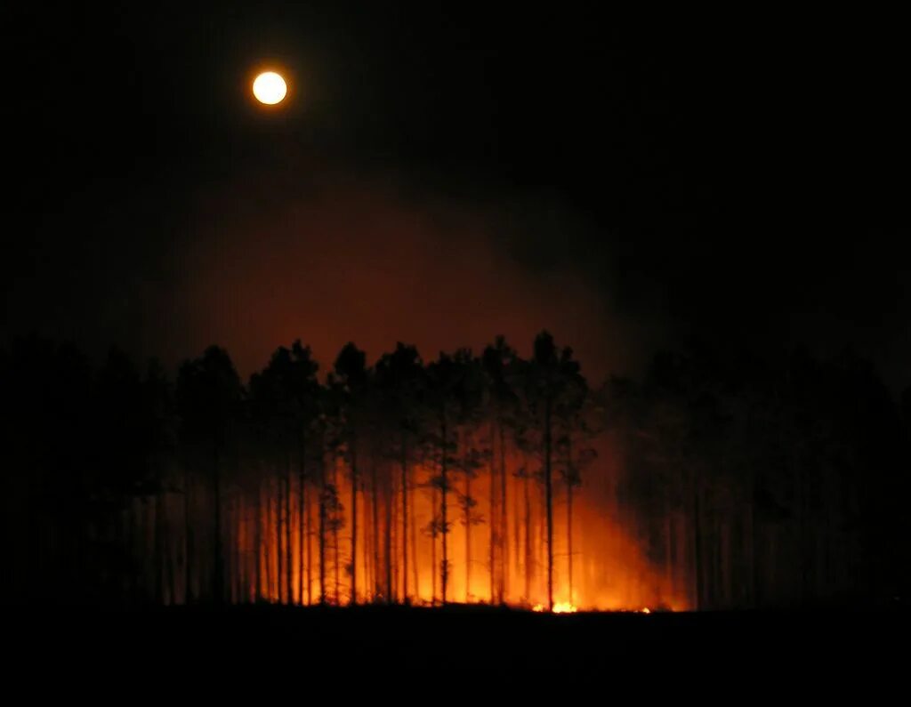 Горящий лес ночью. Пожар в лесу ночью. Огонь в лесу. Зарево пожара. Burned hand