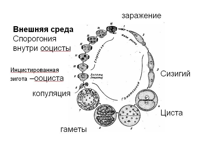 Жц грегарины. Gregarina blattarum жизненный цикл. Жц грегарины. Жизненный цикл грегарины. Цикл грегарины.