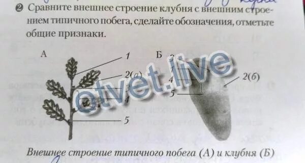 Лабораторная работа строение клубня. Лабораторная работа строение клубня