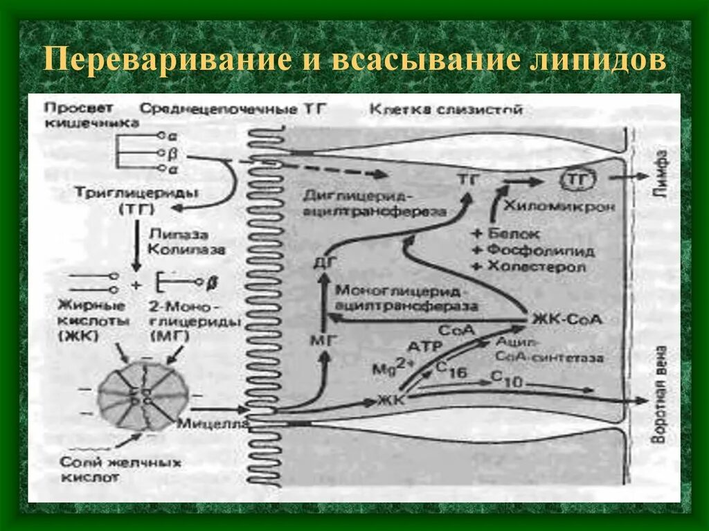 Расщепление липидов последовательность. Переваривание липидов биохимия схема. Этапы переваривания липидов в ЖКТ. Схема переваривания и всасывания липидов в ЖКТ. Этапы переваривания липидов в желудочно-кишечном тракте.