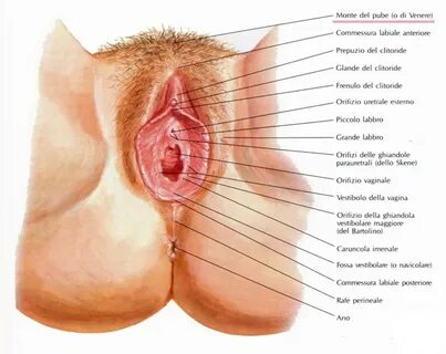Intimate Female Genitalia (54 photos) 