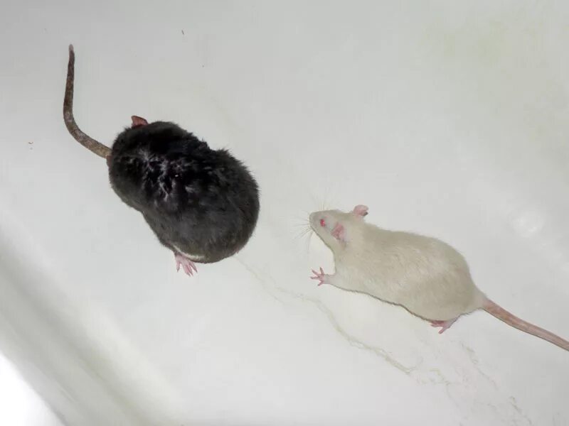 Отличить домашний. От крыс и мышей. Мышки и крыски различия. Крыса Дикая и декоративная. Крысы домашние и Дикие.