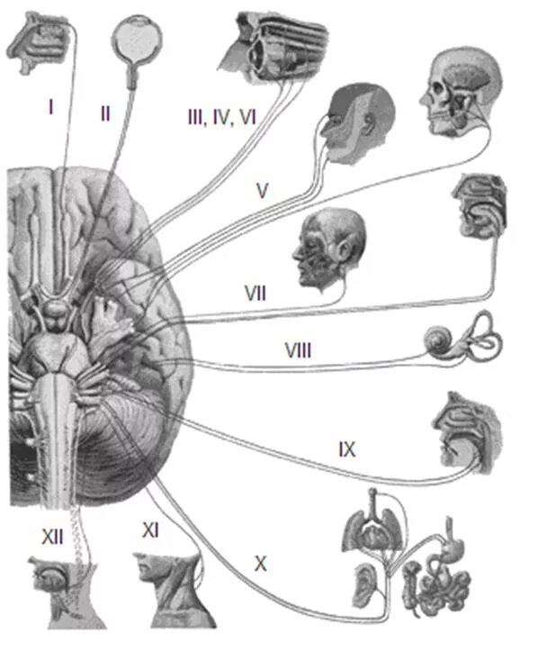 Иннервация черепно мозговых нервов. 12 Пар черепных нервов схема. 12 Пар черепно мозговых нервов схема. Иннервация черепно мозговых нервов схемы. Схема 12 пар ЧМН.