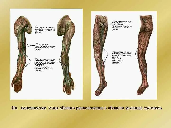 Лимфатические узлы нижней конечности. Схема расположения лимфоузлов на ногах. Лимфатические узлы нижних конечностей человека. Лимфатические узлы на ногах. Лимфоузлы на ногах где