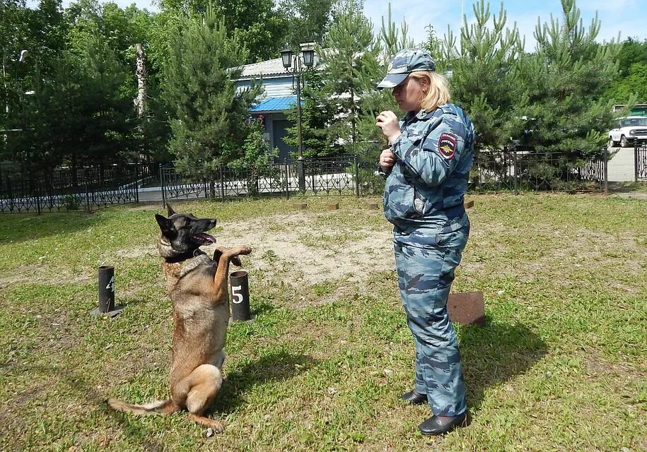 Дрессировка кинолога. Дрессировка кинолога. Кинологи дрессировка собак. Восточноевропейская овчарка в аджилити. Кинологи дрессировка собак.