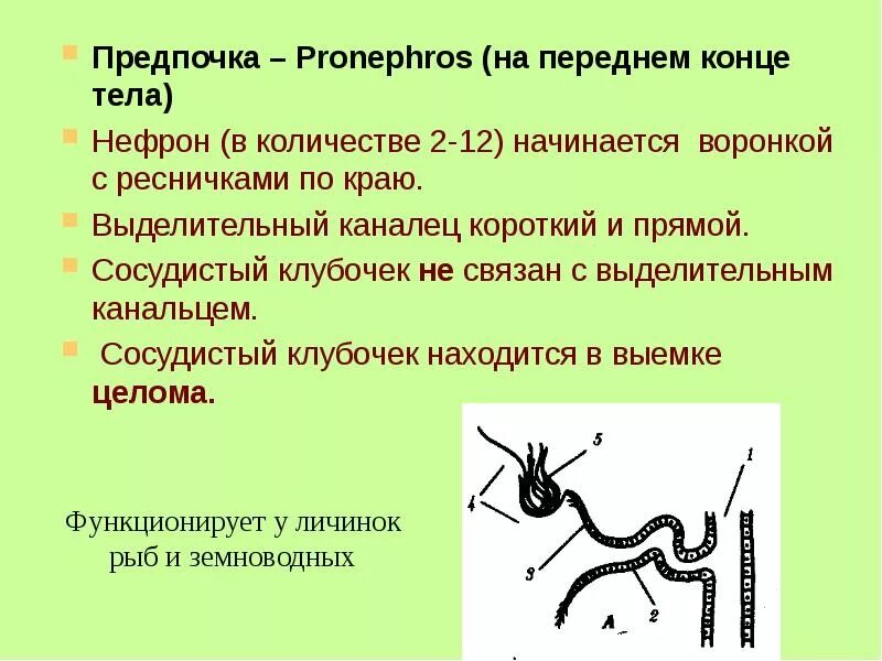 Пронефрос мезонефрос метанефрос. Пронефрос строение. Строение предпочки. Предпочка первичная и вторичная. Строение нефрона предпочки