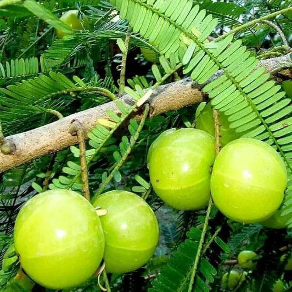 Амла амалаки. Индийский крыжовник Амла. Emblica officinalis. Бигодаги Амла. Индийский крыжовник