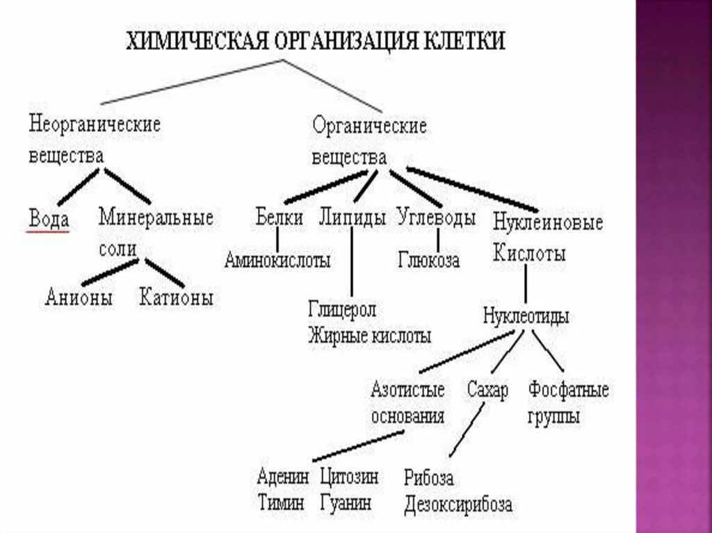 Неорганические соединения состоят из. Химическая организация клетки 10 класс биология. Химические вещества клетки таблица 10 класс. Схема химических веществ в составе клетки. Органические соединения схема биология.