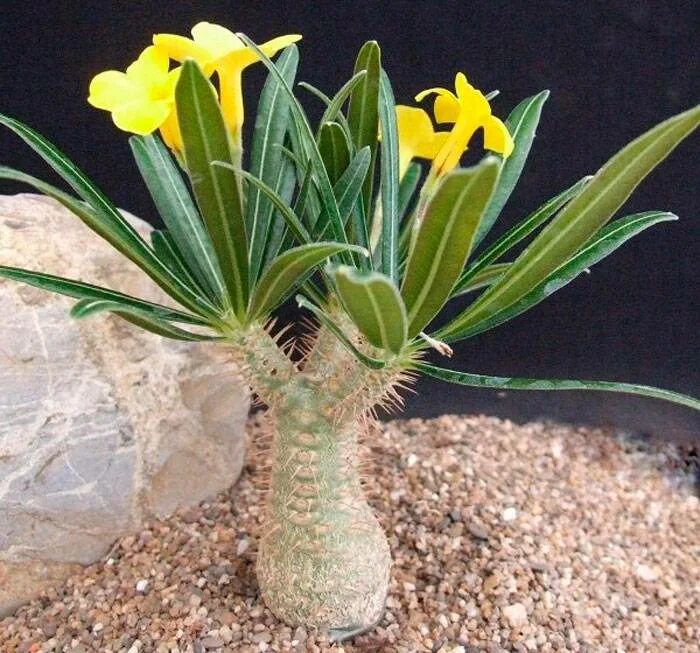 пахиподиум pachypodium / Градина